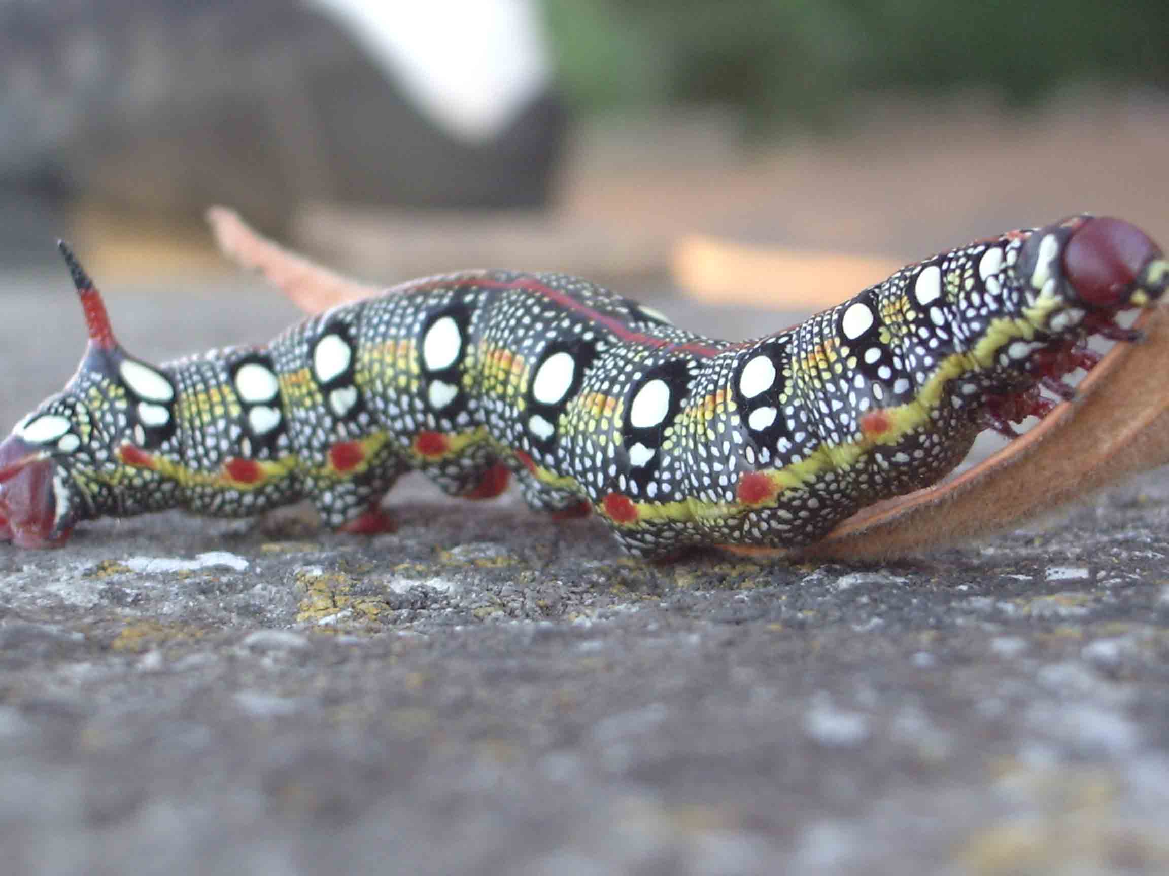 Furcula furcula, Catocala nymphagoga, Hyles euphorbiae